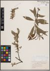 Foto von Salix cinerea L. x Salix viminalis L.